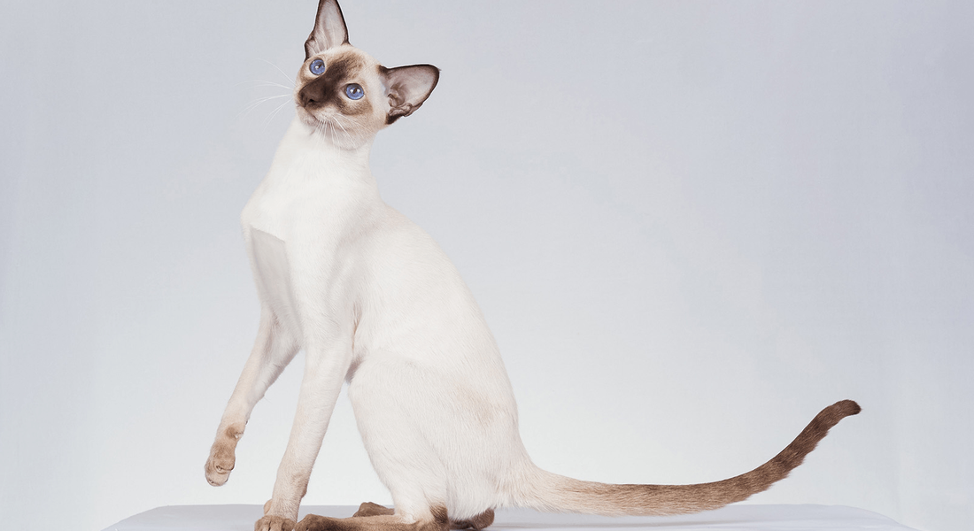 爱萌哆宠物俱乐部