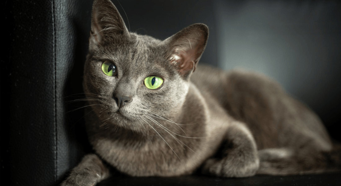 爱萌哆宠物俱乐部