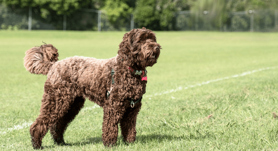 爱萌哆宠物俱乐部