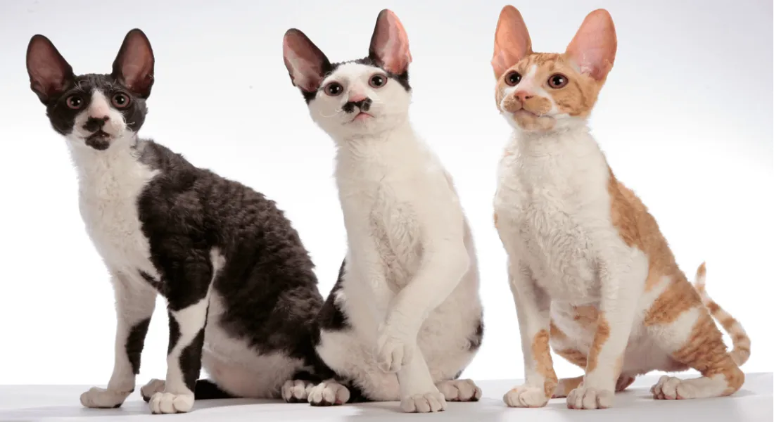 爱萌哆宠物俱乐部