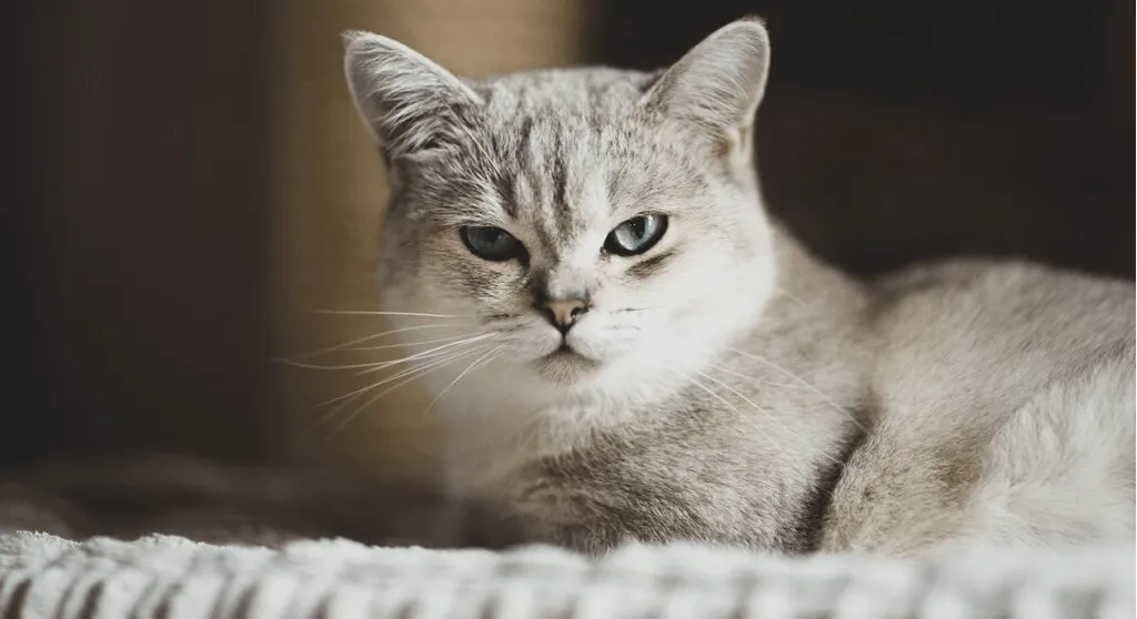 爱萌哆宠物俱乐部