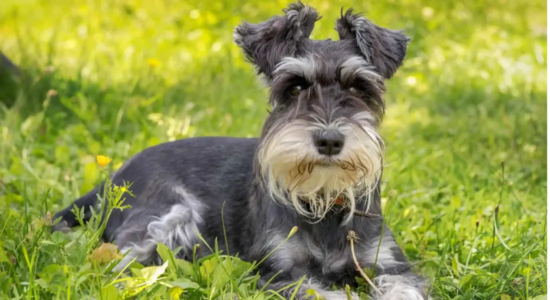 爱萌哆宠物俱乐部