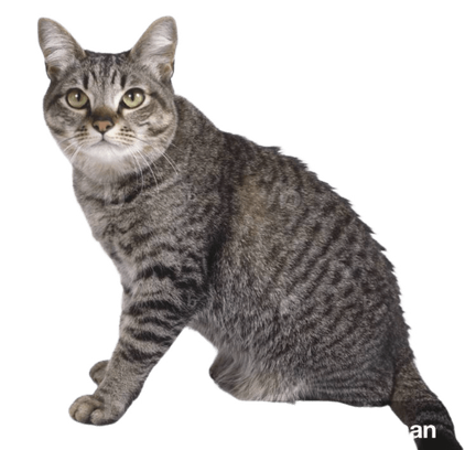 爱萌哆宠物俱乐部