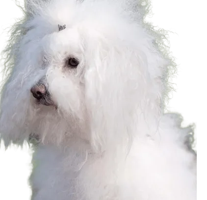 爱萌哆宠物俱乐部