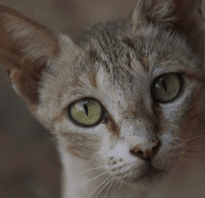 爱萌哆宠物俱乐部