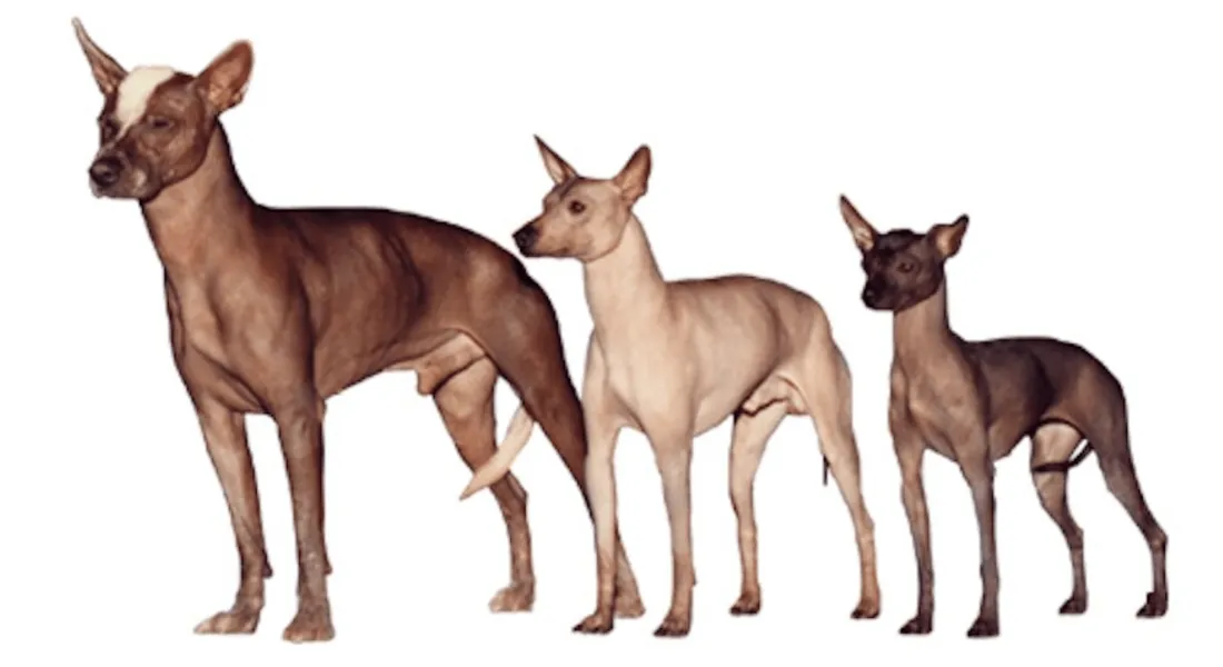 爱萌哆宠物俱乐部