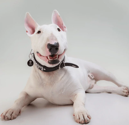 爱萌哆宠物俱乐部