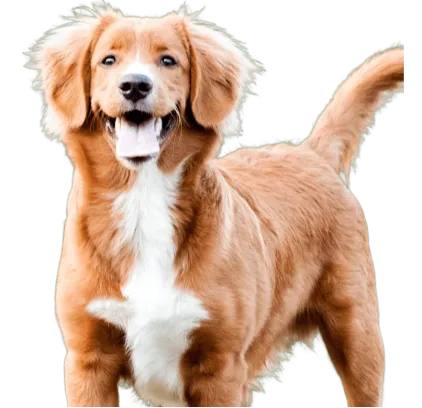 爱萌哆宠物俱乐部