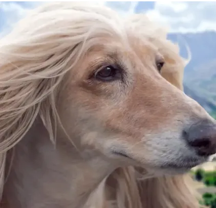 爱萌哆宠物俱乐部