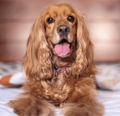 爱萌哆宠物俱乐部