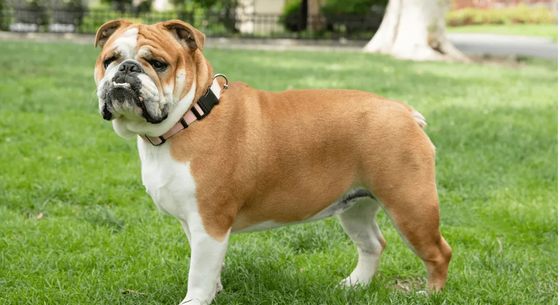 爱萌哆宠物俱乐部