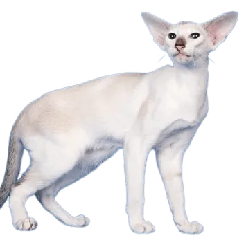 爱萌哆宠物俱乐部