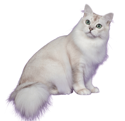 爱萌哆宠物俱乐部