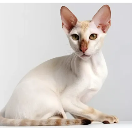 爱萌哆宠物俱乐部