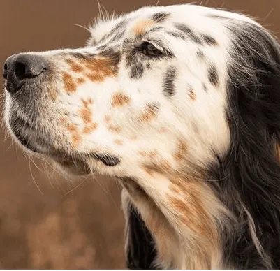 爱萌哆宠物俱乐部