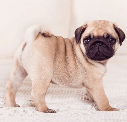 爱萌哆宠物俱乐部