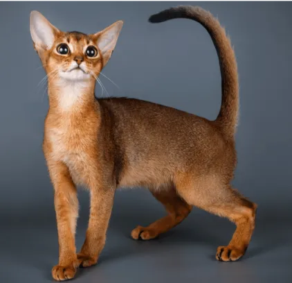 爱萌哆宠物俱乐部