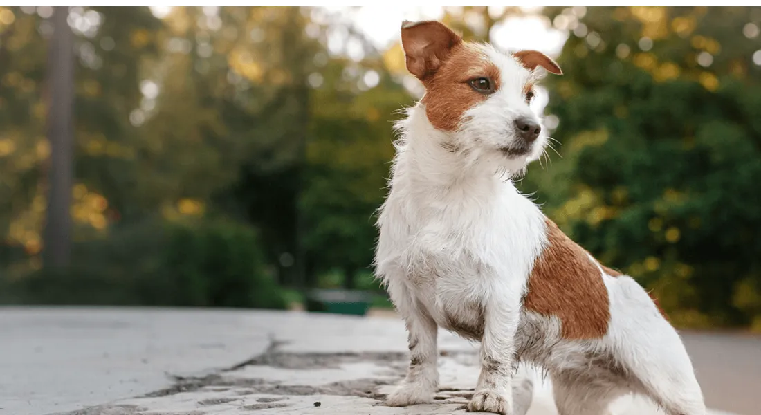 爱萌哆宠物俱乐部