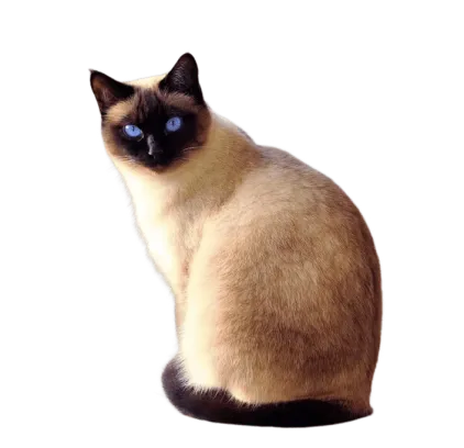 爱萌哆宠物俱乐部