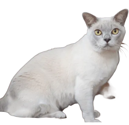 爱萌哆宠物俱乐部