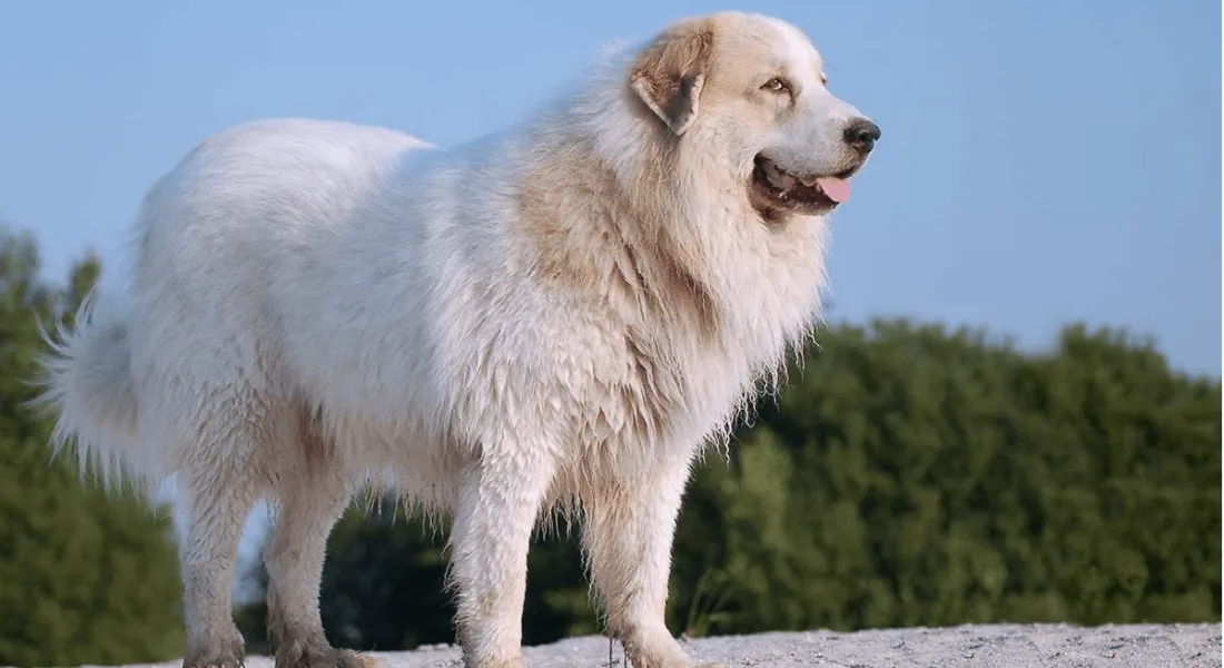 爱萌哆宠物俱乐部