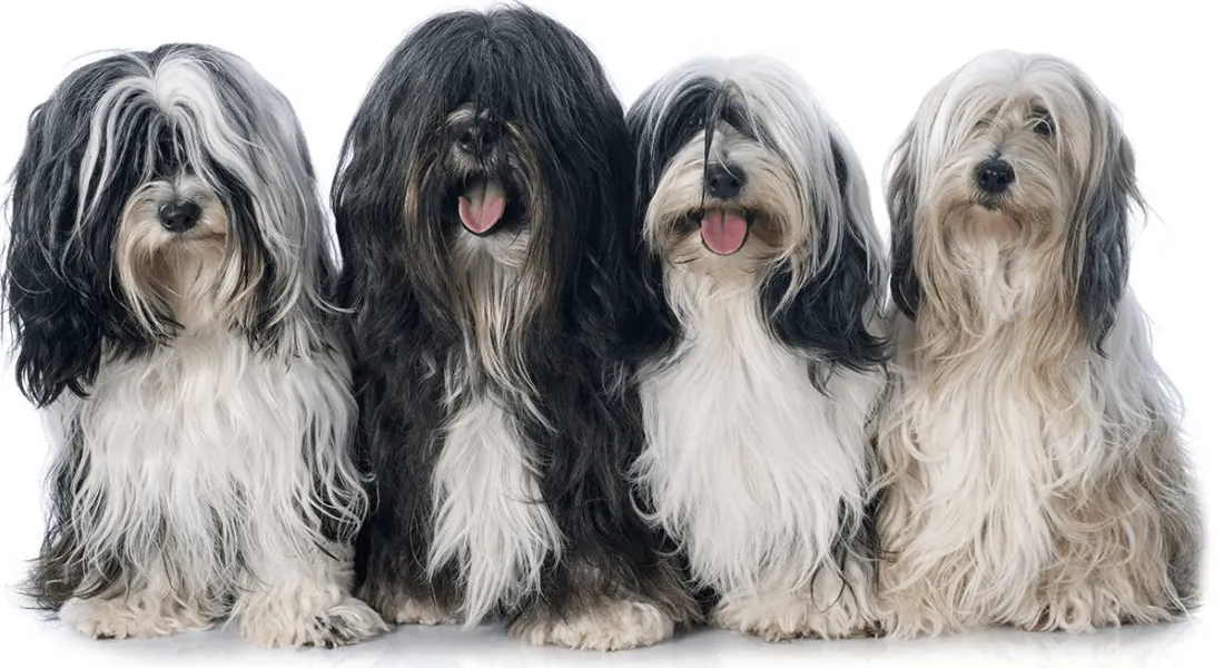 爱萌哆宠物俱乐部