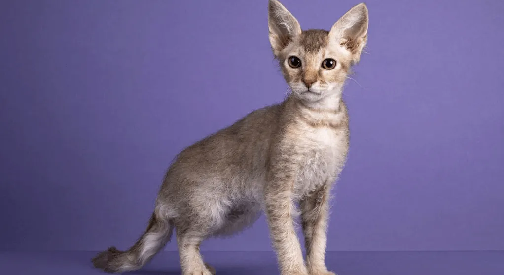 爱萌哆宠物俱乐部