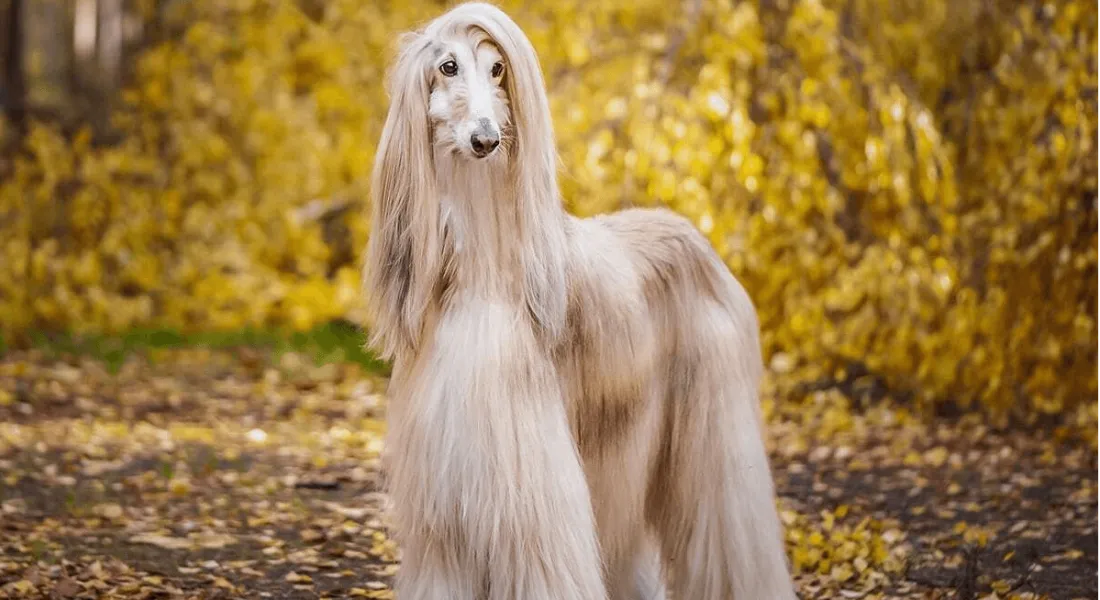 爱萌哆宠物俱乐部