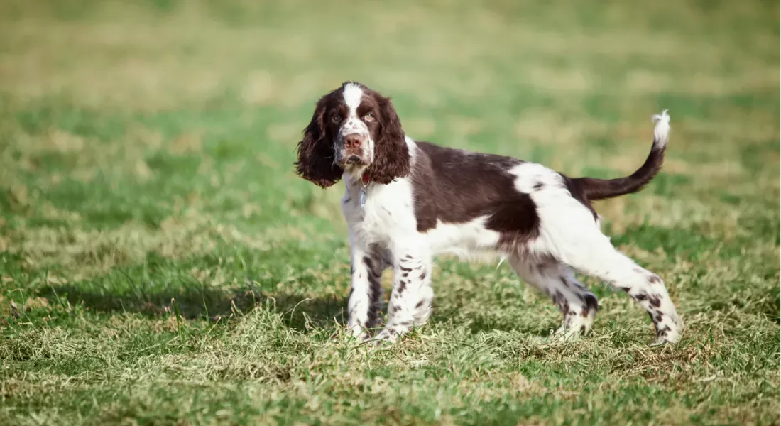 爱萌哆宠物俱乐部