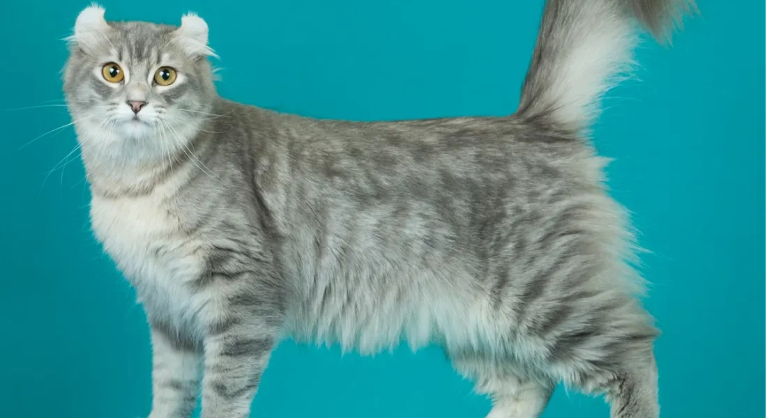 爱萌哆宠物俱乐部