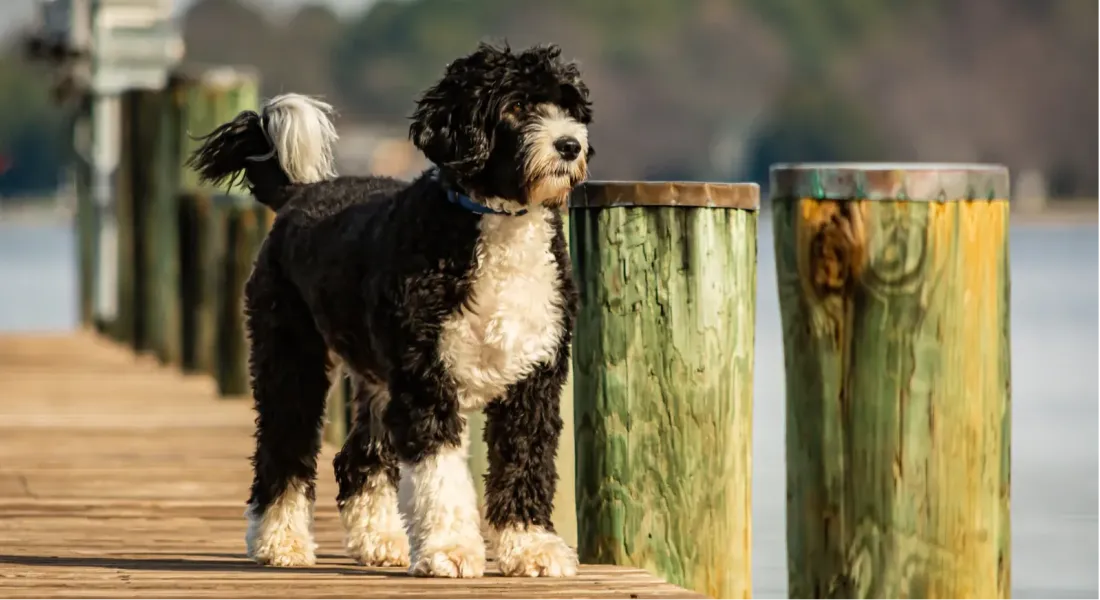 爱萌哆宠物俱乐部