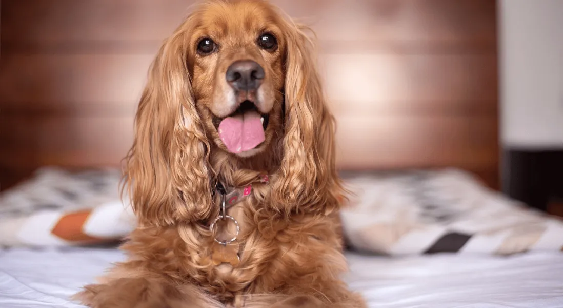 爱萌哆宠物俱乐部