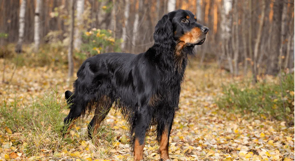 爱萌哆宠物俱乐部