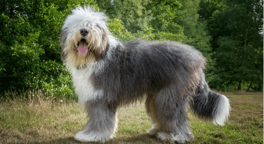 爱萌哆宠物俱乐部