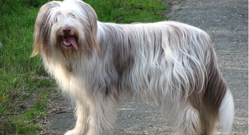 爱萌哆宠物俱乐部