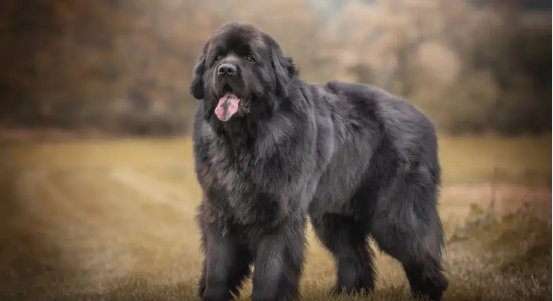 爱萌哆宠物俱乐部