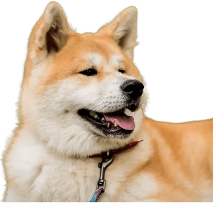 爱萌哆宠物俱乐部