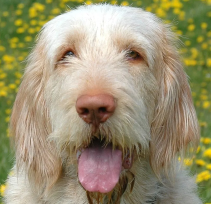 爱萌哆宠物俱乐部