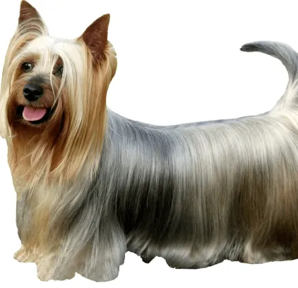 爱萌哆宠物俱乐部