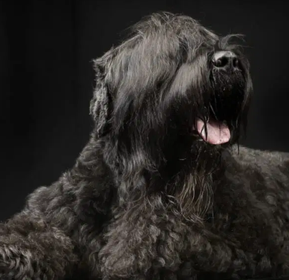 爱萌哆宠物俱乐部