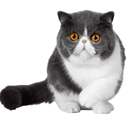 爱萌哆宠物俱乐部