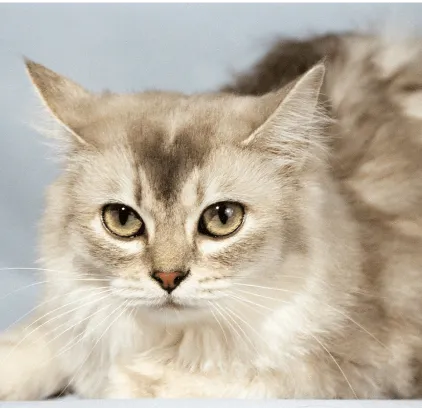 爱萌哆宠物俱乐部