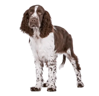 爱萌哆宠物俱乐部