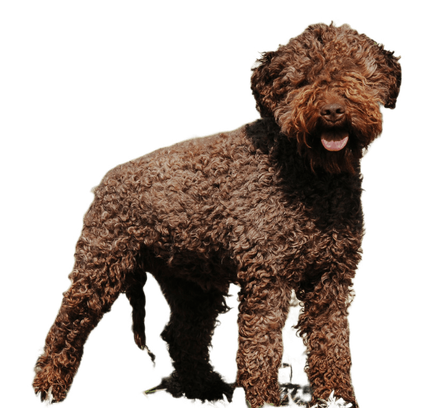 爱萌哆宠物俱乐部