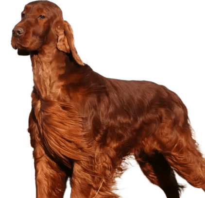 爱萌哆宠物俱乐部