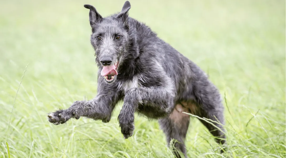 爱萌哆宠物俱乐部
