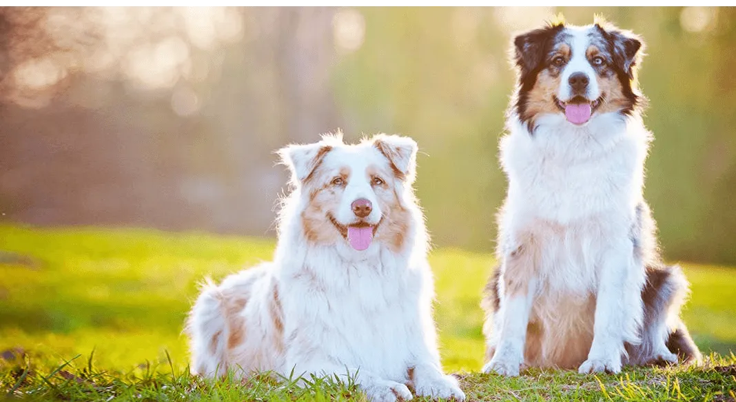 爱萌哆宠物俱乐部
