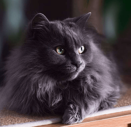 爱萌哆宠物俱乐部