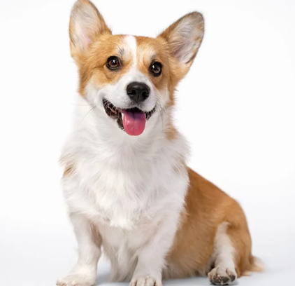 爱萌哆宠物俱乐部