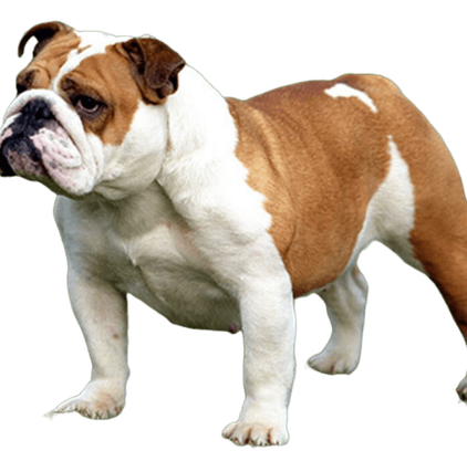 爱萌哆宠物俱乐部